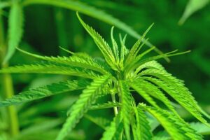 Cannabis legalisering1